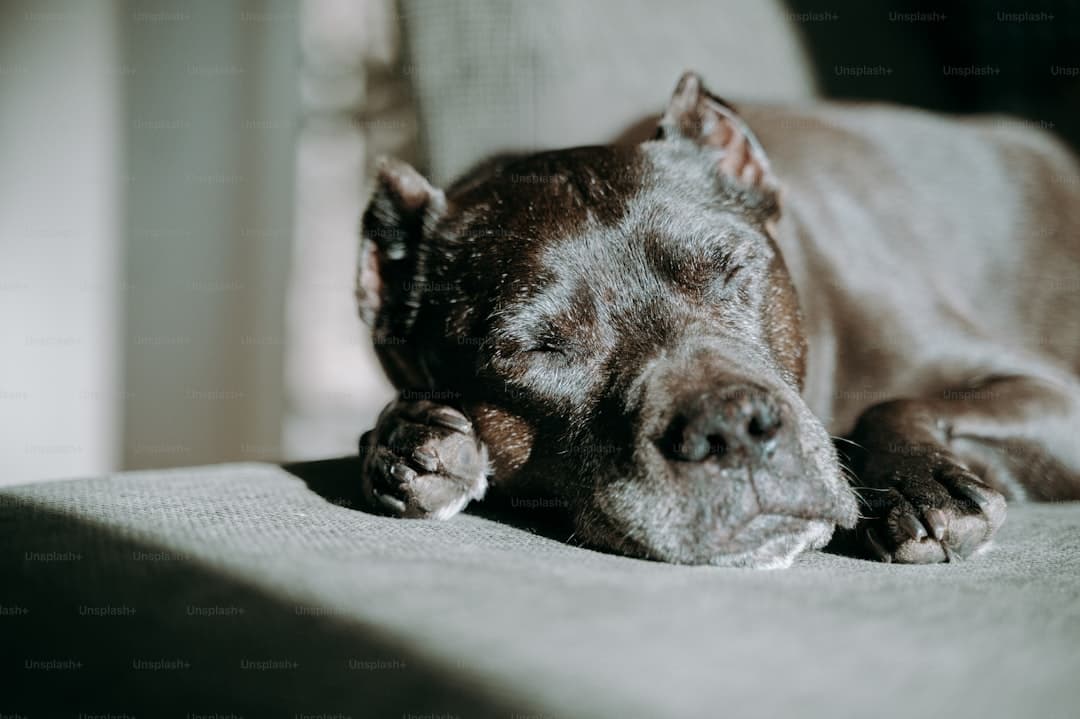 "How Much to Feed a Cane Corso Puppy: Stop Guessing"